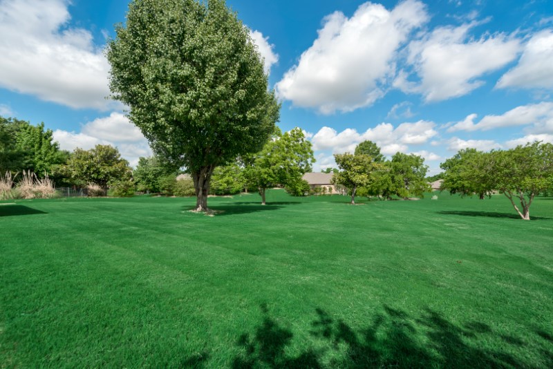    Serene Backyard 