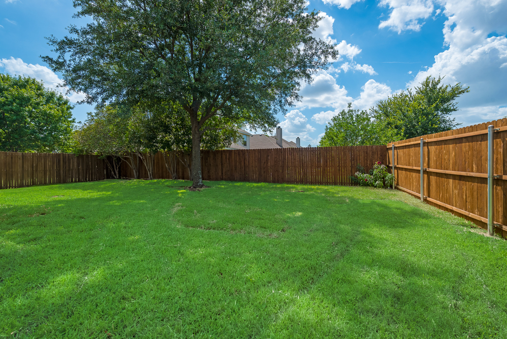    Grassy Backyard 